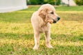 Beautiful and cute golden retriever puppy dog having fun at the park sitting on the green grass Royalty Free Stock Photo