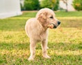 Beautiful and cute golden retriever puppy dog having fun at the park sitting on the green grass Royalty Free Stock Photo