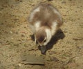 Beautiful and cute gosling is trying something to feed.