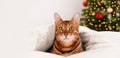 Beautiful cute green-eyed bengal cat rosettes in gold lying in bed under cozy warm white blanket,looking at camera near Royalty Free Stock Photo