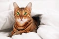 Beautiful cute green-eyed bengal cat rosettes in gold lying in bed under warm cozy white blanket,looking at camera.Cold Royalty Free Stock Photo