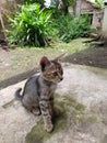 Beautiful and cute grey kitten