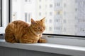 Beautiful cute home ginger young cat sits on windowsill