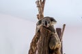 Beautiful cute koala. The concept of animals in the zoo Royalty Free Stock Photo