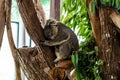 Beautiful cute koala. The concept of animals in the zoo Royalty Free Stock Photo