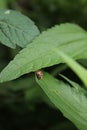 Beautiful and cute koksi beetle