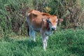 Beautiful cute little brown calf in green grass Royalty Free Stock Photo