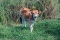 Beautiful cute little brown calf in green grass Royalty Free Stock Photo