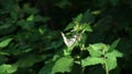 beautiful and cute little butterfly on a green bush Royalty Free Stock Photo
