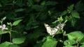 beautiful and cute little butterfly on a green bush Royalty Free Stock Photo