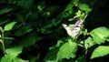 beautiful and cute little butterfly on a green bush Royalty Free Stock Photo