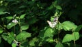 beautiful and cute little butterfly on a green bush Royalty Free Stock Photo