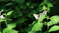 beautiful and cute little butterfly on a green bush Royalty Free Stock Photo