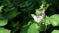 beautiful and cute little butterfly on a green bush Royalty Free Stock Photo