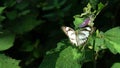 beautiful and cute little butterfly on a green bush Royalty Free Stock Photo