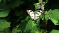 beautiful and cute little butterfly on a green bush Royalty Free Stock Photo