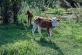 Beautiful cute little calves in green grass Royalty Free Stock Photo