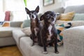 Beautiful and cute little chihuahuas sitting on the sofa at home Royalty Free Stock Photo