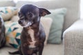 Beautiful and cute little chihuahuas sitting on the sofa at home Royalty Free Stock Photo