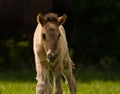 A beautiful cute little dun colored foal of an icelandic horse near at it`s mother in the meadow Royalty Free Stock Photo
