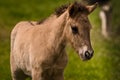 A beautiful cute little dun colored foal of an icelandic horse near at it`s mother in the meadow Royalty Free Stock Photo