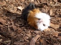 Beautiful cute little guinea pig Royalty Free Stock Photo