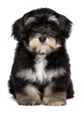 Beautiful cute little havanese puppy is sitting frontal