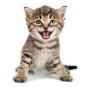 Beautiful cute little kitten meowing and smiling Royalty Free Stock Photo