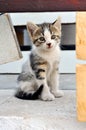 Beautiful cute little kitten Royalty Free Stock Photo