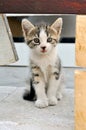 Beautiful cute little kitten Royalty Free Stock Photo