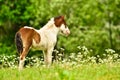 A beautiful cute little skewbald foal of an icelandic horse  standing and looking with Royalty Free Stock Photo