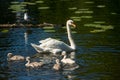 Beautiful cute little swans