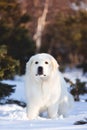 Beautiful and cute maremmano abruzzese sheepdog. Close-up of big white fluffy dog is on the snow in the forest in winter