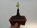 beautiful cute mini bonsai bidara Royalty Free Stock Photo