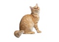 Beautiful cute orange cat isolated on white background. File contains clipping path so easy to work