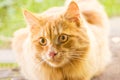 Beautiful orange cat kitty portrait, eyes look closeup, macro