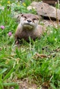 Beautiful and cute otter