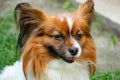 Beautiful cute papillon dog shows us the tongue, portrait, gullible look, butterfly-like ears, colors - brown, red, white Royalty Free Stock Photo