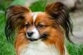 Beautiful cute papillon dog shows us the tongue, portrait, gullible look, butterfly-like ears, colors - brown, red, white Royalty Free Stock Photo