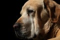 Cute Portrait of Old Labrador retriever dog on isolated black background, profile view Royalty Free Stock Photo