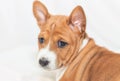 Beautiful, cute puppy dogs not barking dog breed basenji