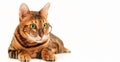Beautiful cute red bengal cat wearing eye glasses on white background, isolated.Pet bad eyesight. Close-up.Copy space Royalty Free Stock Photo