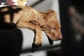 Beautiful cute red golden Magyar Vizsla dog sleeping on sofa hanging on the edge