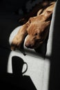 Beautiful cute red golden Magyar Vizsla dog sleeping on sofa hanging on the edge dreaming of coffee