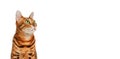 Beautiful cute red green-eyed ginger black-striped pure-bred bengal cat on white background looking right face. Copy Royalty Free Stock Photo