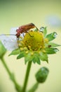 Beautiful cute red orange insect bug with huge antennae exploring and sucking yellow strawberry flower burgeon Royalty Free Stock Photo