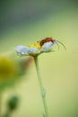 Beautiful cute red orange insect bug with huge antennae exploring and sucking yellow strawberry flower burgeon Royalty Free Stock Photo