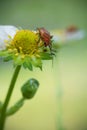 Beautiful cute red orange insect bug with huge antennae exploring and sucking yellow strawberry flower burgeon Royalty Free Stock Photo