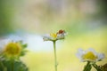 beautiful cute red orange insect bug with huge antennae exploring and sucking yellow strawberry flower burgeon Royalty Free Stock Photo