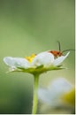 Beautiful cute red orange insect bug with huge antennae resting on yellow strawberry flower highlighted green background Royalty Free Stock Photo
